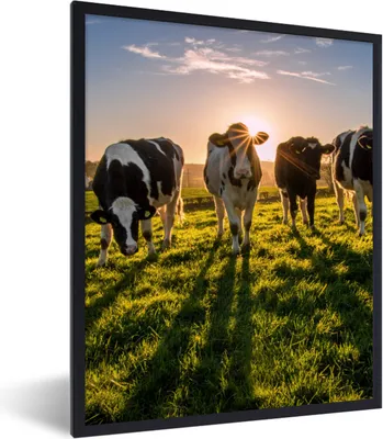 Produktbild von MuchoWow® Gerahmtes Poster Kühe - Sonne - Gras - Tiere - Bauernhof 60x80 cm - Poster mit Schwarzem Bilderrahmen Wandposter Rahmen Foto Bilder - Premium - Wanddeko Wohnzimmer