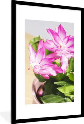 Produktbild von MuchoWow® MuchoWow® Gerahmtes Poster Blühender Deckelkaktus 60x90 cm - Poster mit zchwarzem Bilderrahmen - Dekoration - Wandposter Wohnzimmer - Hochwertig