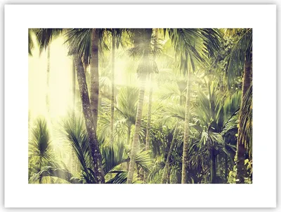 Produktbild von Poster - Poster ohne Rahmen - Morgendämmerung Dschungel Palmen - 40x30 cm - Wand Bild - Wanddeko - Wandbilder - Kunstposter - Wandposter - Bilder - Kunstdruck - Wanddekoration - P2XAA40x30-4450