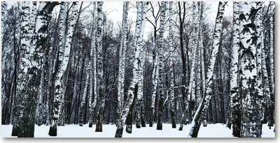 Produktbild von Tulup® Leinwandbild -100x50 cm - Wandkunst - Drucke auf Leinwand - Leinwanddruck  - Landschaften - Weiß - Winter Birken