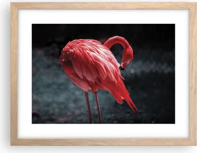 Produktbild von Gerahmtes Poster - Rahmen in heller Eiche - Flamingo Rosa Vogel - 40x30 cm - Wand Bild - Wanddeko - Wandbilder - Kunstposter - Wandposter - Bilderrahmen - Bilder - Kunstdruck - P2NAA40x30-4551