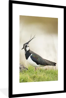 Produktbild von MuchoWow® Gerahmtes Poster Vogel - Gras - Tiere - Natur - Kiebitz 60x90 cm - Poster mit Schwarzem Bilderrahmen Wandposter Rahmen Foto Bilder - Dekoration - Wandposter Wohnzimmer - Hochwertig