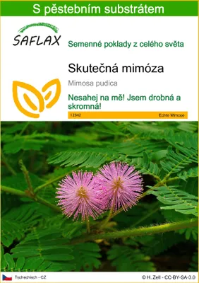 Obrázek produktu pro SAFLAX - Skutečná mimóza - Mimosa pudica - 70 Semena - S pěstebním substrátem bez klíčků