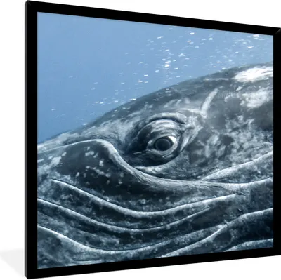Produktbild von MuchoWow® Gerahmtes Poster Wasser - Tiere - Buckelwal 40x40 cm - Poster mit Schwarzem Bilderrahmen Wandposter Rahmen Foto Bilder - Mit Rahmen - Wanddekoration Schlafzimmer