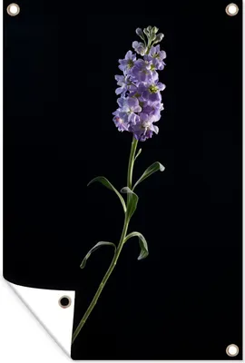 Obrázek produktu pro MuchoWow® Zahradní plakáty - Fialová barva na černém pozadí - 180x120 cm - Zahradní dekorace