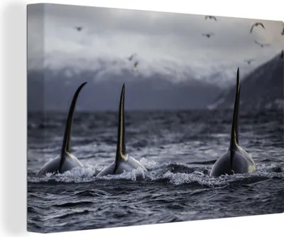 Produktbild von OneMillionCanvasses® - Leinwandbilder - 150x100 cm, Drei Orcas, Wandbilder Kunstdruck Wanddekoration