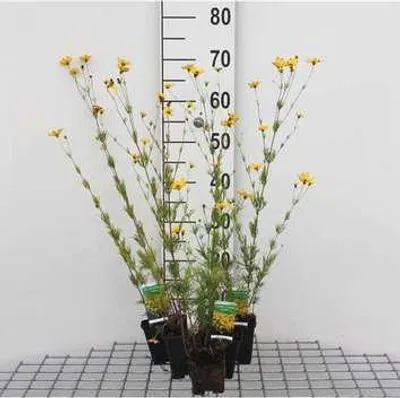 Produktbild von 6 x  Coreopsis vert. 'Zagreb' - Mädchenauge - Topf 9 x 9 cm