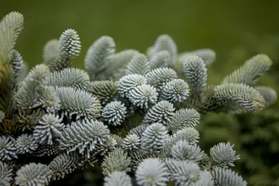 Produktbild von Abies pinsapo 'Glauca', Spanische Tanne, blaugrün, 50–60 cm