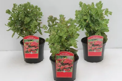 Produktbild von Sedum hybridum 'Munstead Dark Red', Fetthenne, dunkelrot, 2 Liter Topf