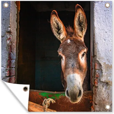 Produktbild von MuchoWow® 100x100 cm Outdoor-Poster Gartendeko Sichtschutz Garten Poster für den Garten  Esel im Stall