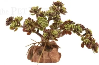 Produktbild von Red Leaf Stonecrop