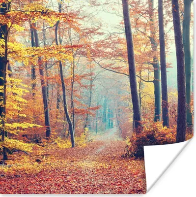 Produktbild von MuchoWow® Poster Wald - Herbst - Laub 50x50 cm - Wohnzimmerdekoration
