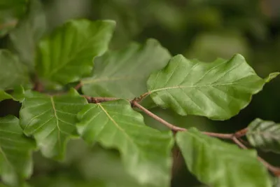 Produktbild von Fagus sylvatica, Rotbuche, 20–30 cm