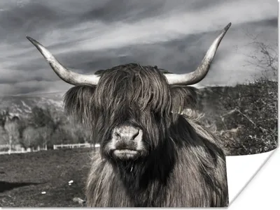 Produktbild von MuchoWow® Poster Schottischer Highlander - Tiere - Hörner 160x120 cm - Foto Plakat