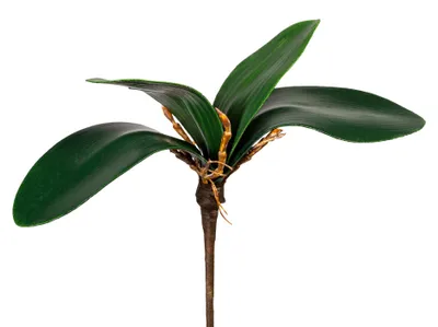 Produktbild von Künstliches Orchideenlaub. 20-25cm, 4 Orchideenblätter mit Luftwurzeln