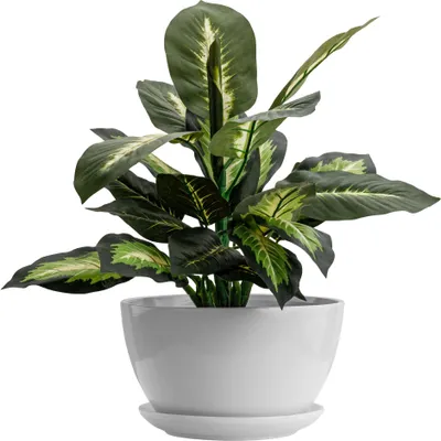 A green and white plant in a white pot against a white background.