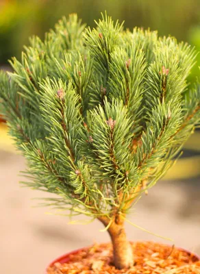 Image de Pin sylvestre Pinus sylvestris Watereri 50 - 60 cm Pin à feuilles persistantes