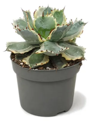 Produktbild von Agave potatorum variegata - Agave - Rarität -  13cm Topf - 18cm hoch