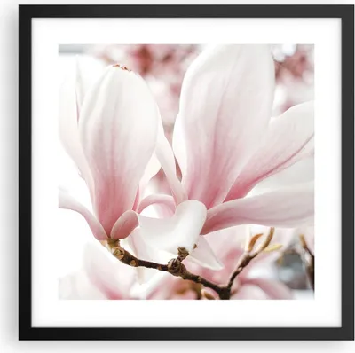 Produktbild von Gerahmtes Poster - Schwarzer Rahmen - Zweig Magnolie Blume - 40x40 cm - Wand Bild - Wanddeko - Wandbilder - Kunstposter - Wandposter - Bilderrahmen - Bilder - Kunstdruck - P2BAC40x40-4538