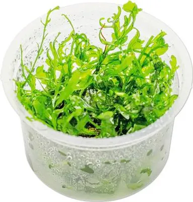 Produktbild von Kongowasserfarn Bolbitis heudelotii In-Vitro