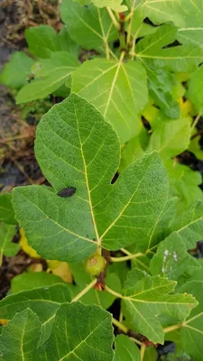 Image de Ficus carica 'Rosce signora' / Figuier 'Rosce signora'