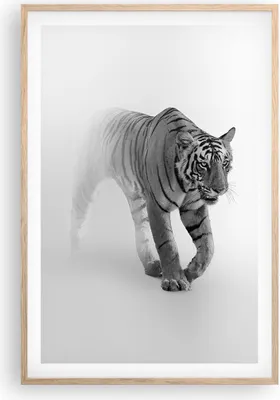 Produktbild von Gerahmtes Poster - Rahmen in heller Eiche - Tiger Monochrom Porträt - 61x91,5 cm - Wand Bild - Wanddeko - Wandbilder - Kunstposter - Wandposter - Bilderrahmen - Bilder - Kunstdruck - P2NPA61x91-4626