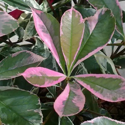 Produktbild von 2 x  Glanzmispel  - Photinia 'Pink Marble'  | 40-50 cm im Container