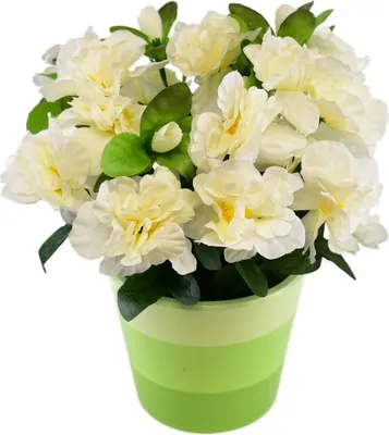Produktbild von Azalee Creme im Keramiktopf 25×25 cm