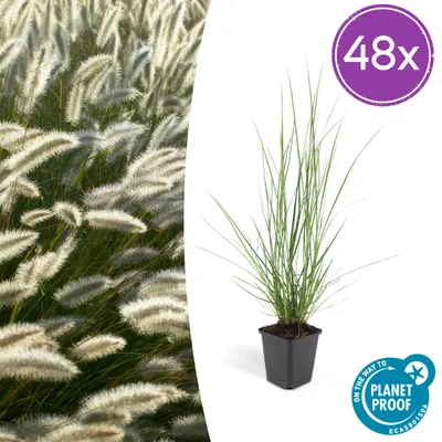 Produktbild von Pennisetum alopecuroides 'Hameln' | 48 Pflanzen - 10-25cm - Ø9cm - Gartenpflanze