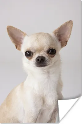 Produktbild von MuchoWow® Poster Porträt eines kleinen weißen Chihuahuas 80x120 cm - Papierdruck