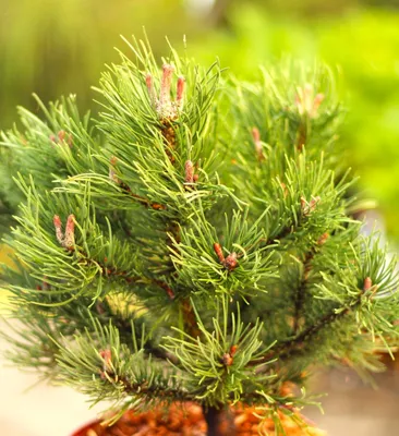 Produktbild von Bergkiefer Pinus mugo Laurin 40 - 50 cm immergrüne Kiefer kompakter Wuchs