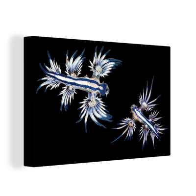 Produktbild von OneMillionCanvasses® - Leinwandbilder - 140x90 cm, Glaucus atlanticus auf schwarzem Hintergrund, Wandbilder Kunstdruck Wanddekoration