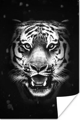 Produktbild von MuchoWow® Poster Tigerkopf vor schwarzem Hintergrund - schwarz und weiß 20x30 cm - Papierdruck