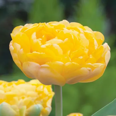 Zdjęcie produktu dla Tulipan Pełny Yellow Margarita 5 szt. Tulipany Cebulki Tulipanów Cebule