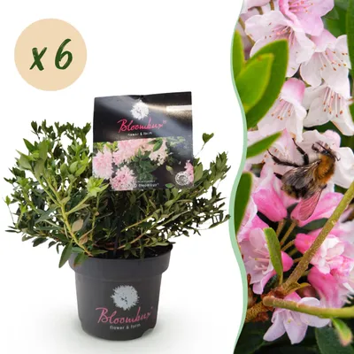 Zdjęcie produktu dla Rododendron karłowaty - Rhododendron Bloombux Light Pink - kwitnący bukszpan - niskie koszty utrzymania - jasnoróżowe kwiaty - 6 roślin - 30-40cm - Ø17cm - Roślina ogrodowa