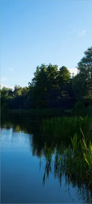 Produktbild von Türtapete Türposter Malerischer See mit Schilf unter blauem Himmel - Größe: 93 x 205 cm