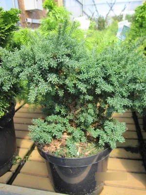 Produktbild von Podocarpus nivalis Jalako Red - Steineibe Jalako Red