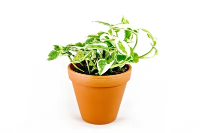 Obrázok produktu pre Gardners Epipremnum N Joy, priemer 12 cm