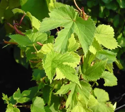 Produktbild von Echter Hopfen - Humulus lupulus - ausdauernde Kletterstaude - insektenfreundlich
