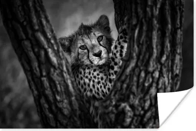 Produktbild von MuchoWow® Poster Junger Gepard auf einem Baum 120x80 cm - Bilder