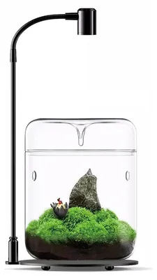 Imagen del producto de Terrario con tapa de vidrio para suculentas y plantas aéreas, de 12 x 17,5 cm