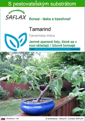 Obrázok produktu pre SAFLAX - tamarind - Tamarindus indica - 4 Semená - S pestovateľským substrátom bez klíčkov