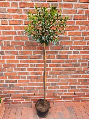 A potted tree stands in front of a brick wall.