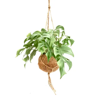 Produktbild von Monstera Minima Kokodama 30cm Zimmerpflanze