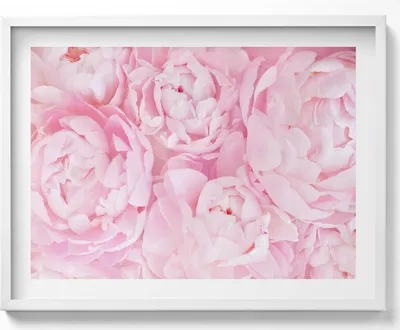 Produktbild von Zarte Pfingstrosen– Wandbild mit Rahmen – Gerahmtes Bild  – Wanddekoration – 80x60 cm –  Weiß Rahmen