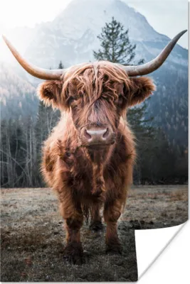 Produktbild von MuchoWow® Poster Schottische Hochlandrind - Natur - Berge 40x60 cm - Plakate für die Wand - Poster Babyzimmer