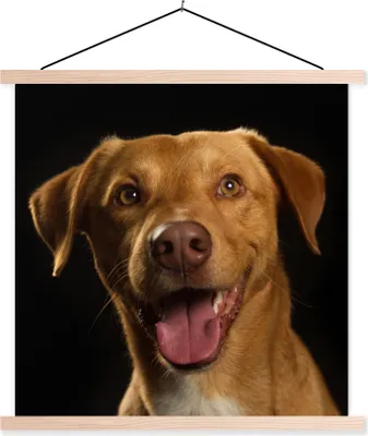 Produktbild von MuchoWow® Textilposter Hund - Haustiere - Porträt 60x60 cm mit holzfarbenen Rahmen - Wanddekoration