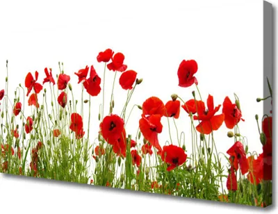 Produktbild von Tulup Leinwand-Bilder 100x50 Wandbild Canvas Kunstdruck Mohnblumen Pflanzen