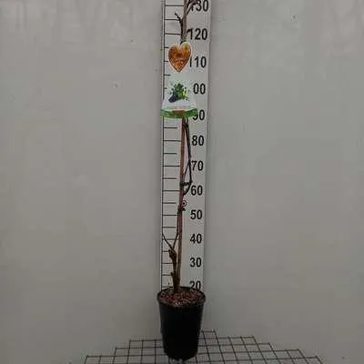 Productafbeelding van Vitis vinifera 'Sweety' - Druivenstruik 'Sweety' | 100-125 cm in pot
