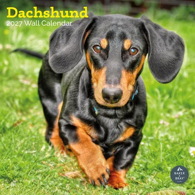 Wandkalender Teckel 2024, 16 Monate, 30,48 x 60,96 cm